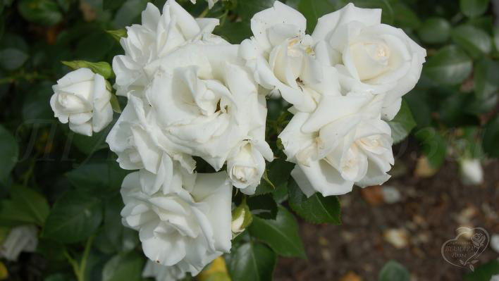191_aspirin_rose_2_708.jpg