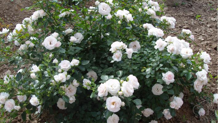 191_aspirin_rose_3_708.jpg