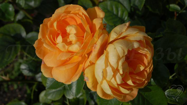 192_bernstein_rose_2_708.jpg