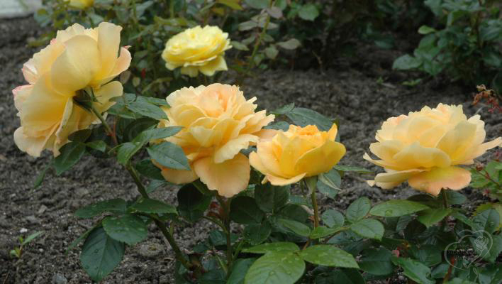 192_bernstein_rose_3_708.jpg