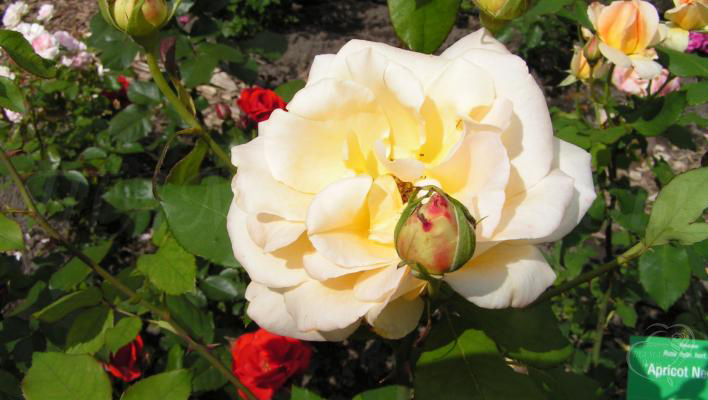 193_apricot_nectar_2_708.jpg