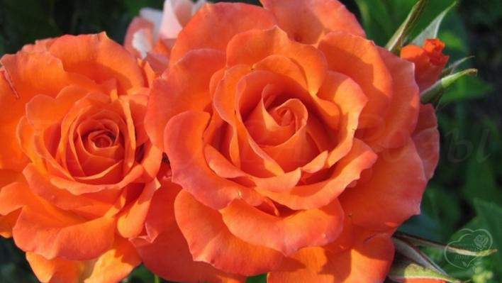 197_alegria_2_708.jpg