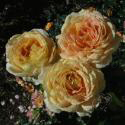 199_caramel_antike_2_125.jpg