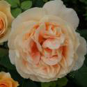 199_caramel_antike_3_125.jpg