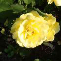 201_carte_d’or_2_125.jpg
