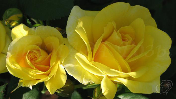 201_carte_d’or_3_708.jpg