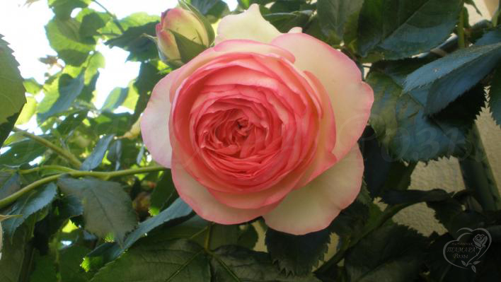 205_eden_rose_85_2_708.jpg