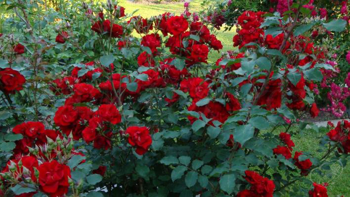 206_roter_korsar_3_708.jpg