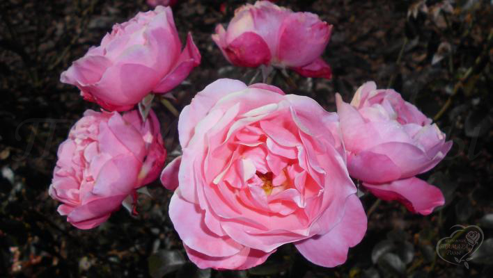 219_mein_schoner_garten_3_708.jpg