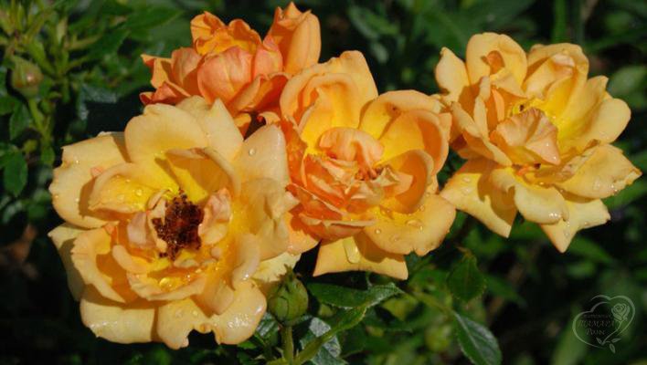 228_amber_nectar_3_708.jpg