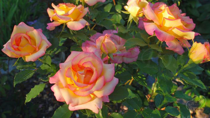 240_red_gold_2_708.jpg