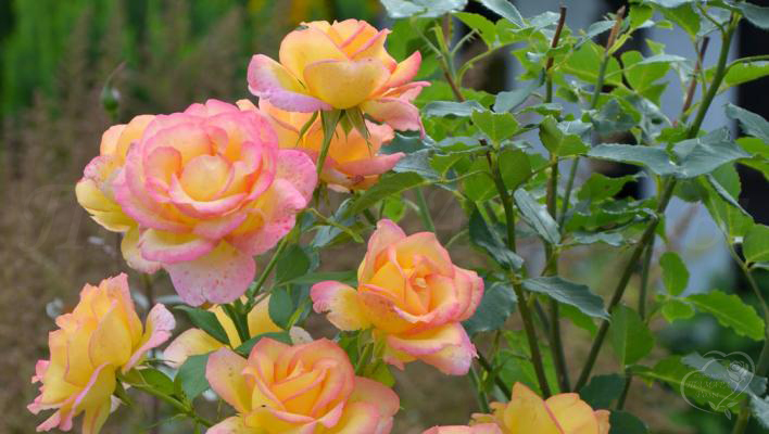 240_red_gold_3_708.jpg