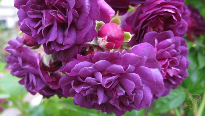 249_bleu_magenta_2_708.jpg