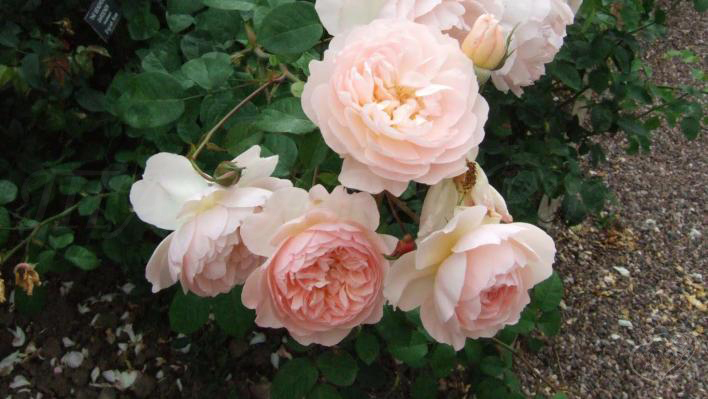 256_the_generous_gardener_2_7081.jpg