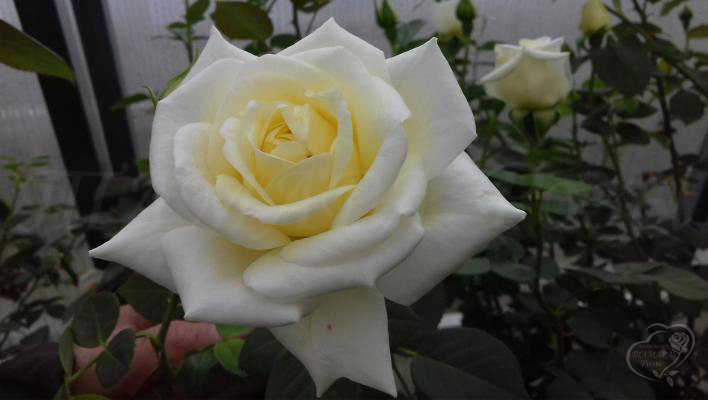 26_white_cockade_2_708.jpg