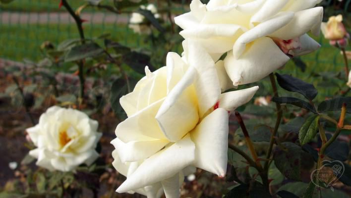26_white_cockade_3_708.jpg