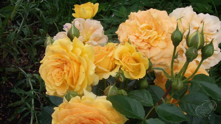 271_goldelse_3_708.jpg