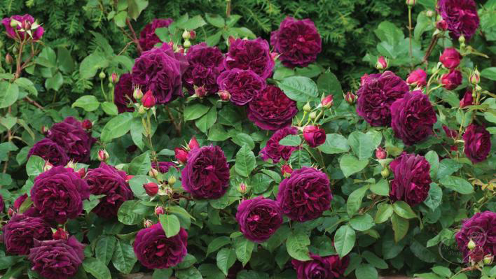274_roza_munstead_wood_3_708.jpg