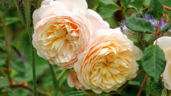 276_crocus_rose_2_708400.jpg