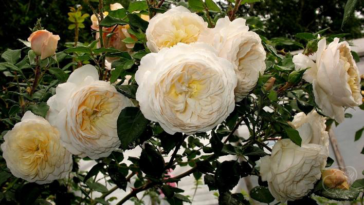 276_crocus_rose_3_708400.jpg