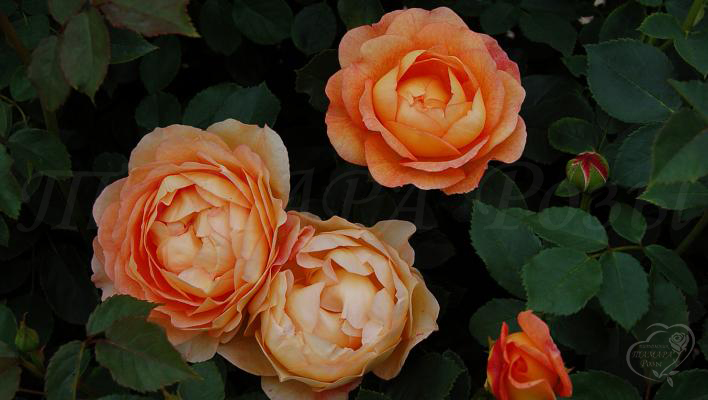 282_lady_of_shalott_2_708.jpg