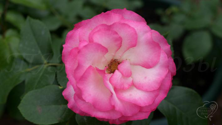 284_bordure_rose_3_708.jpg