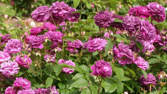 304_reine_des_violettes_3_708.jpg