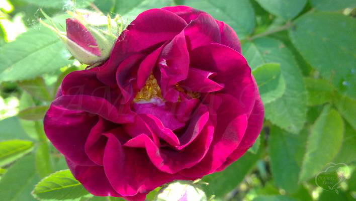 305_tuscany_old_velvet_3_708.jpg