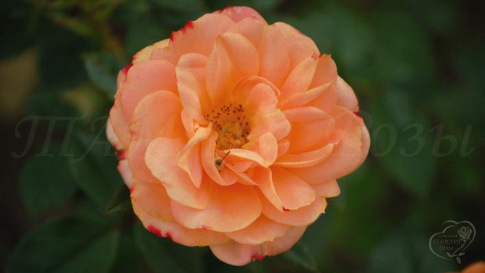 311_apricot_clementine_2_708.jpg