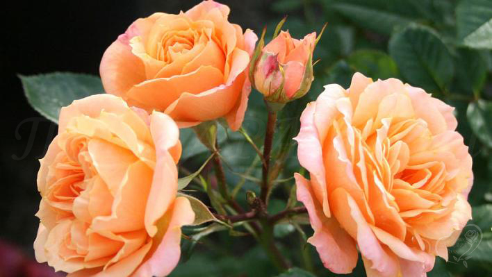 311_apricot_clementine_3_708.jpg