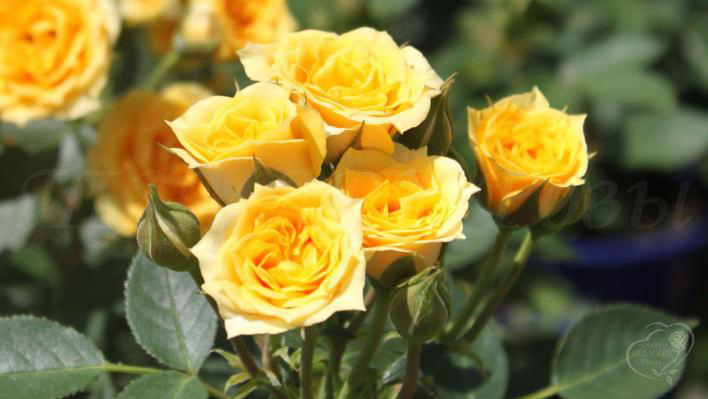 312_yellow_clementine_3_708.jpg
