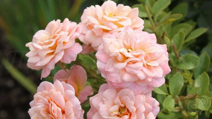 313_peach_clementine_2_708.jpg