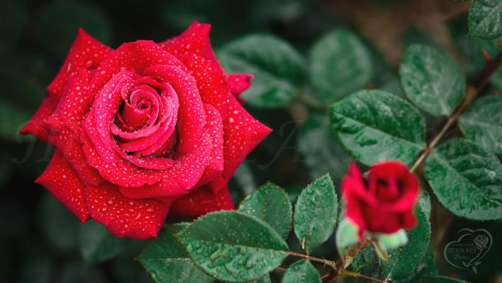 320_red_queen_2_708.jpg