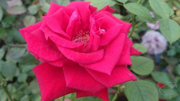 320_red_queen_3_708.jpg