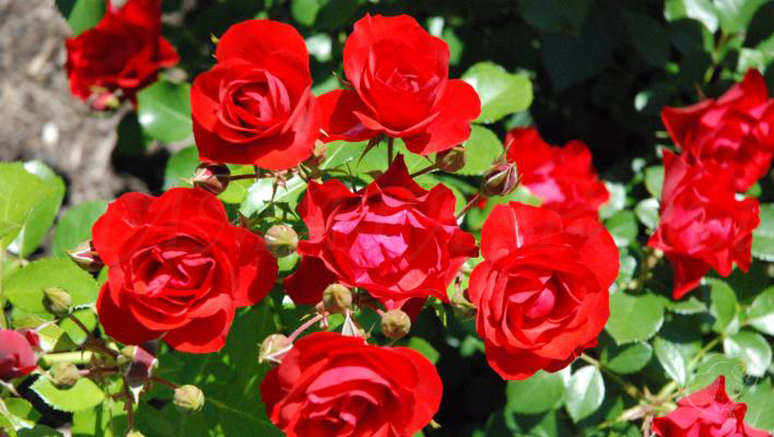 323_black_forest_rose_2_708.jpg
