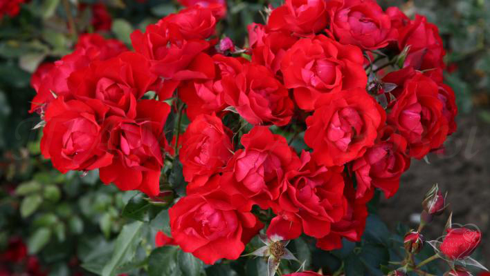 323_black_forest_rose_3_708.jpg