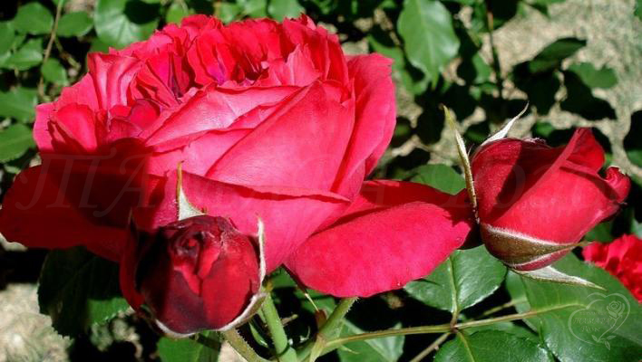 326_ruban_rouge_2_708.jpg