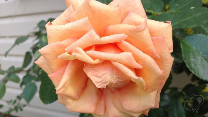 32_barock_2_708.jpg