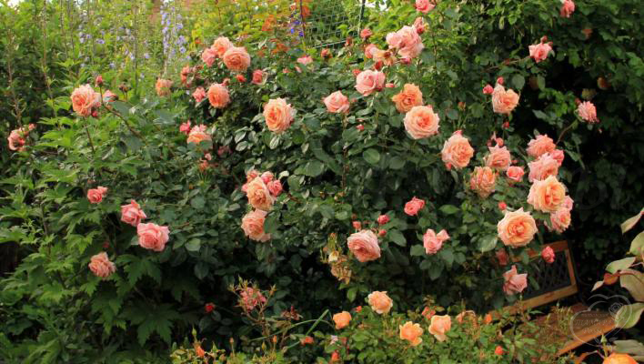 32_barock_3_708.jpg