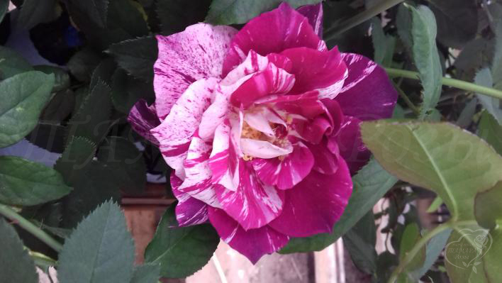 344_purple_tiger_3_708.jpg