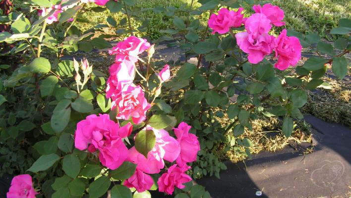 346_cyclamen_3_708.jpg