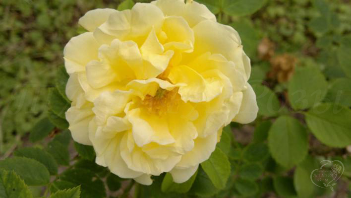 34_yellow_dagmar_hastrup_2_708.jpg