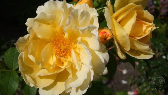 34_yellow_dagmar_hastrup_3_708.jpg
