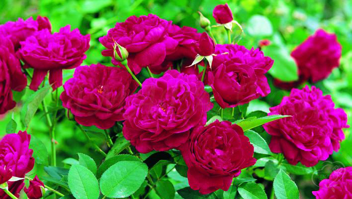 359_w.shakespeare_2000_2_708.jpg