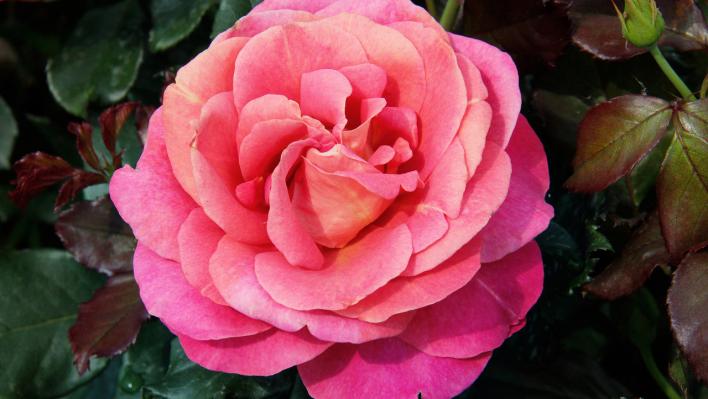 367_susanna_tamaro_2_708.jpg