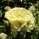 374_solero_2_125.jpg