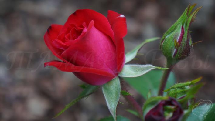 37_rheinaupark_rose_3_708.jpg