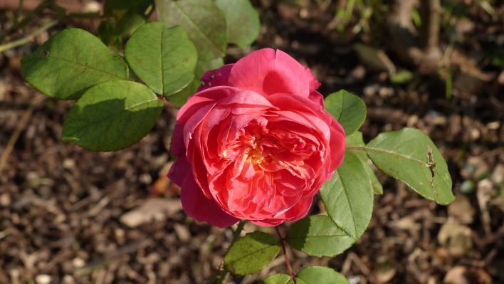 395_benjamin_britten_2_708.jpg