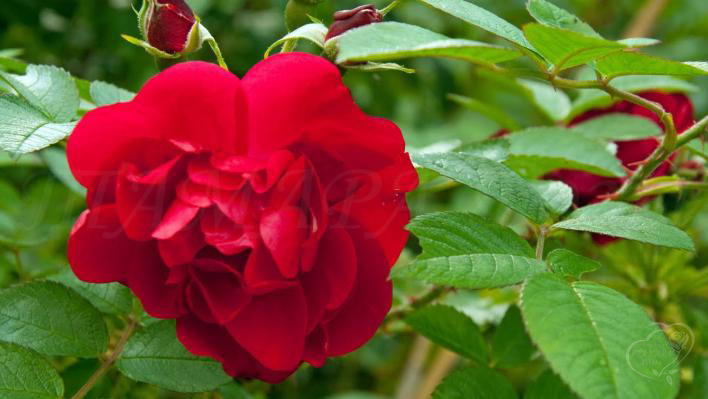 39_hansaland_2_708.jpg