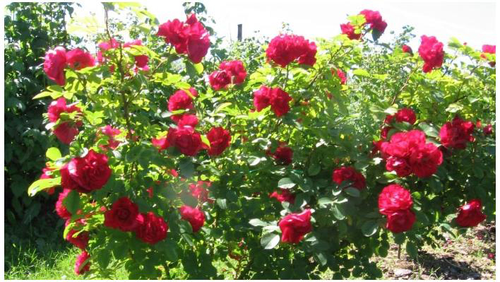 39_hansaland_3_708.jpg